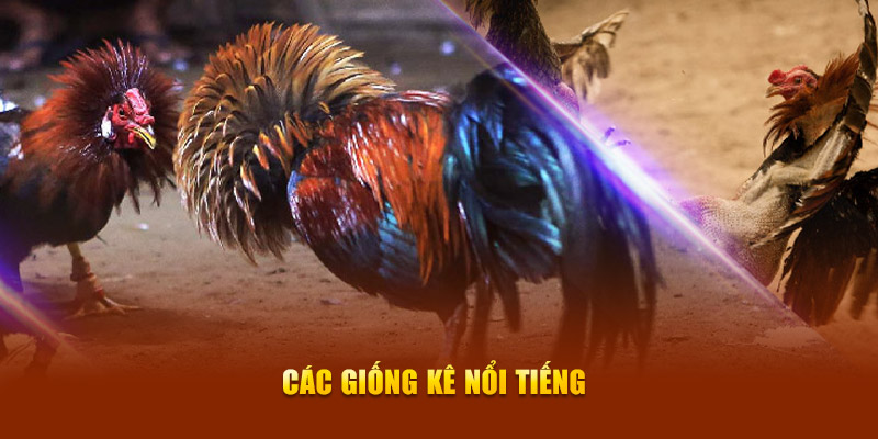 Các giống kê nổi tiếng