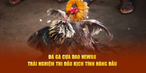 Đá gà cựa dao